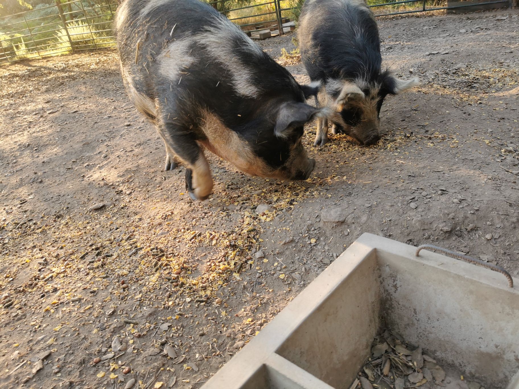Kune kune porcos fêmea