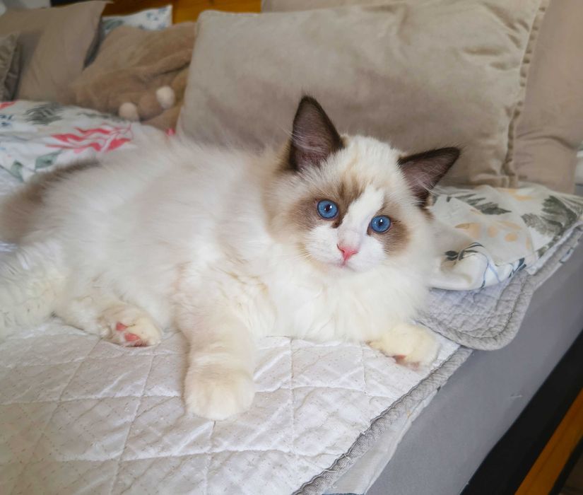 Uroczy kocurek jak miś przytulanka