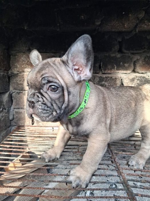 Чарівні цуценятка