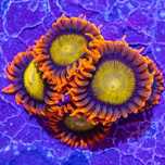 Zoanthid Orange Mandarin - zoa - Zoanthus - Koralowce - morskie