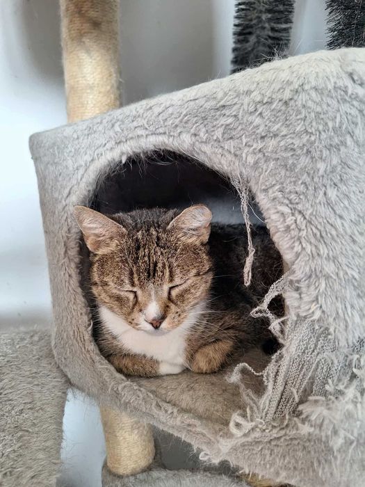 Starsza chora kotka czeka na dom