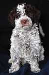 suczka deresz Lagotto Romagnolo, włoski pies dowodny
