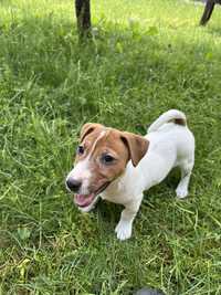 Jack russell terier