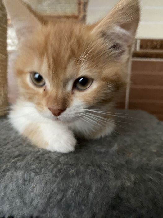 Трехмесячный котенок, умница
