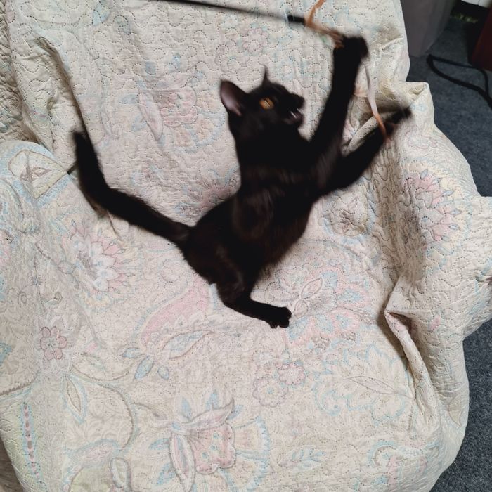 Кошеня чорна дівчинка чёрный котенок