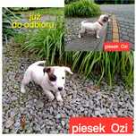 Malutki Ozi !!! Jack Russell krótkie nóżki RODZICE W HODOWLI