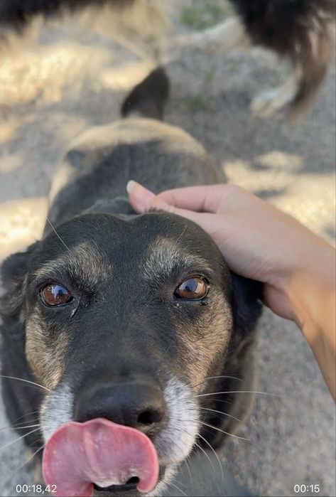 Собачка ищет дом и семью