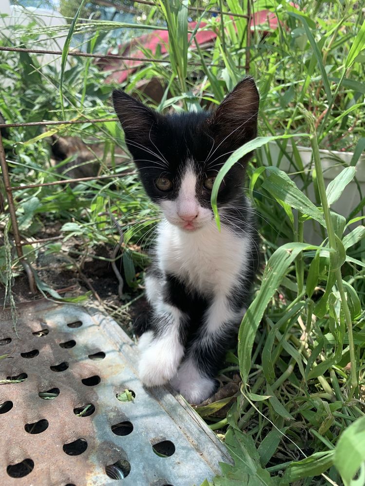 Дарую .Милі кошенята