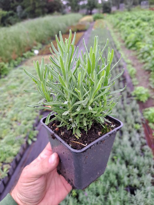 Lawenda Sadzonki Hidcote Blue Strain P9