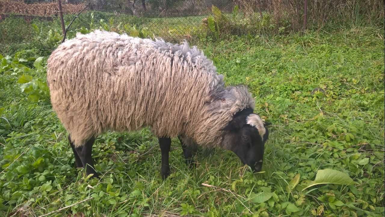 Вівці (баранчики)  романівської породи 1- 1, 5 року