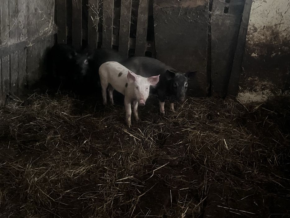 4 leitoes porco preto