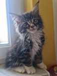 Maine Coon kociaki