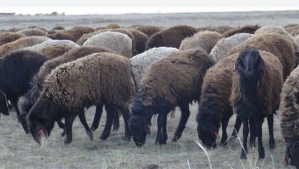 Продам овцематок