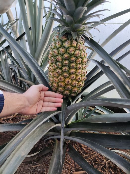 Planta do abacaxi comum (Ananas comosus)