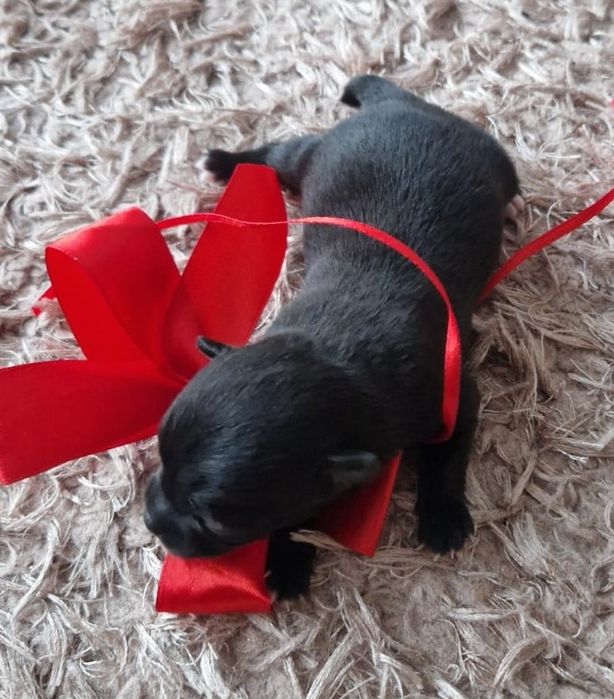 Chichułała  piękny piesek