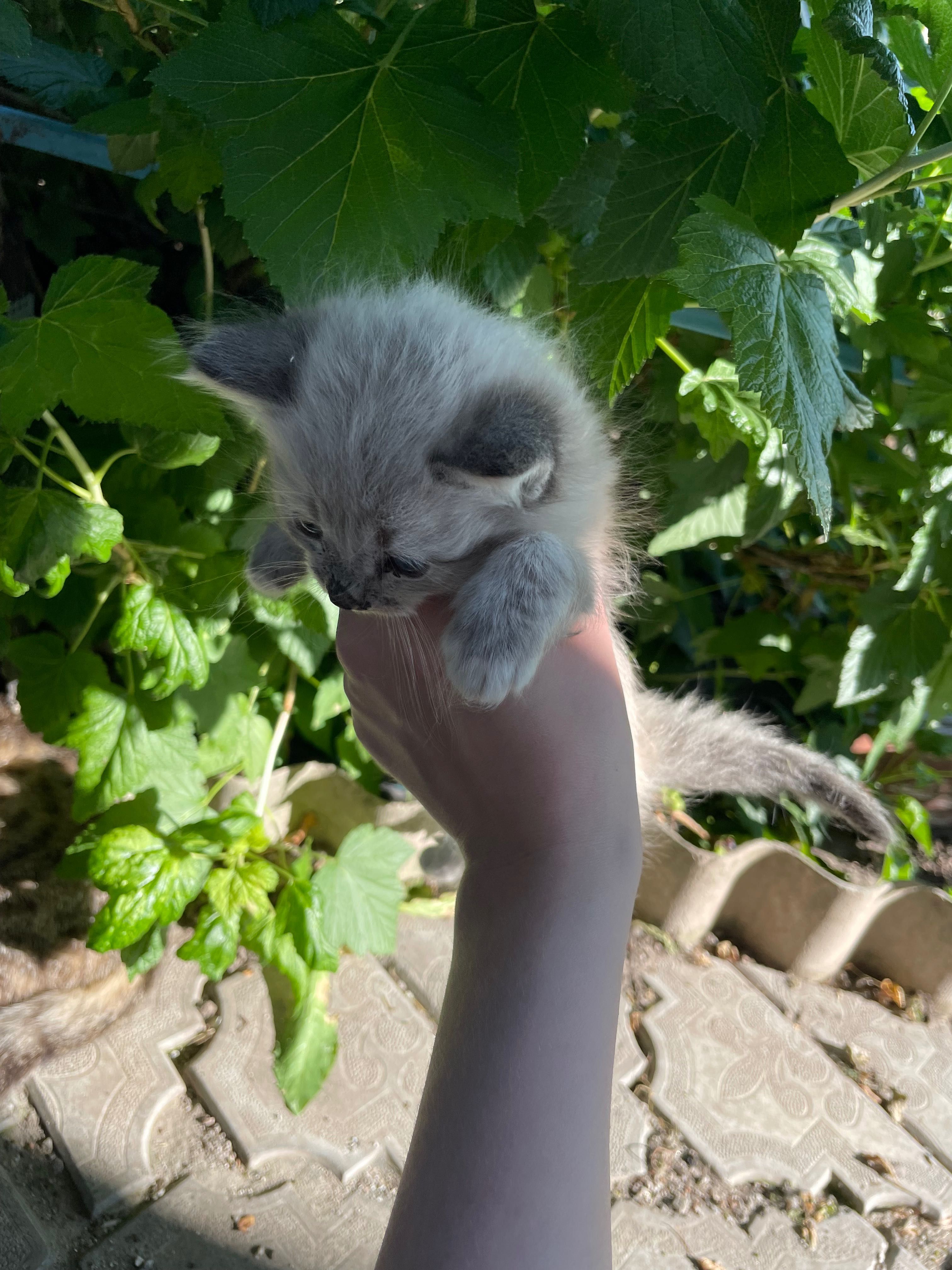 Віддамо котиків у добрі руки