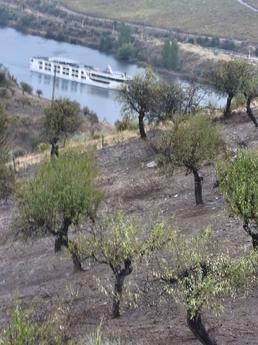 Terreno rústico em Moncorvo