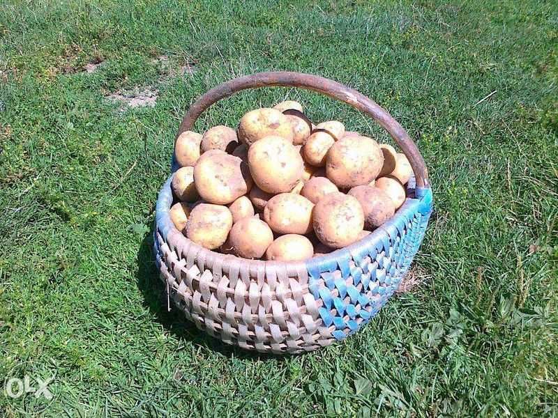 Ziemniaki JADALNE (2 zł./kg.)