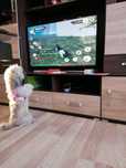 Lhasa apso z paszportem
