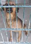 CZAKO mały rudy pies,kontaktowy do adopcji