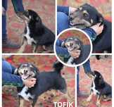 Tofik – mały wulkan energii szuka domu!