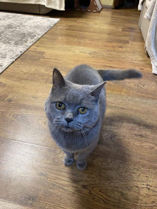 Віддам кицю в добрі руки