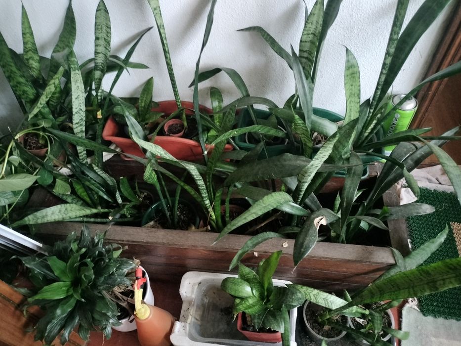 Plantas diversas