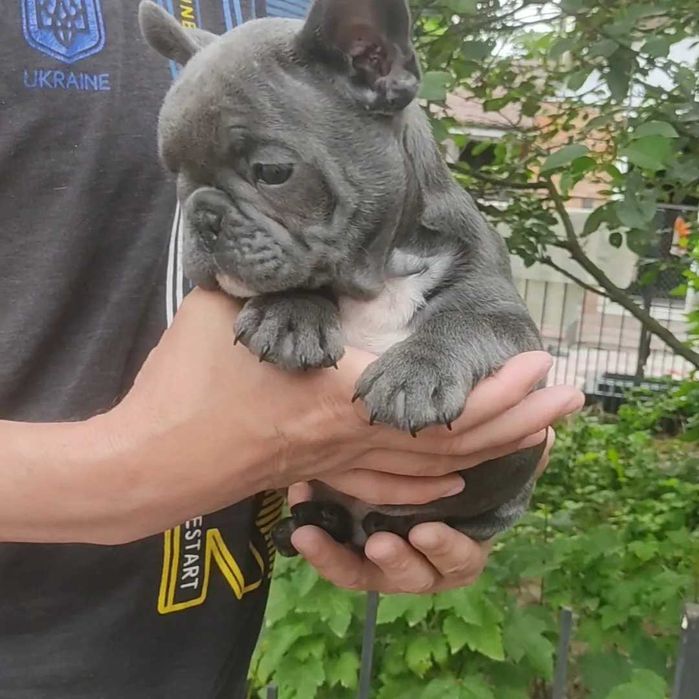 Елітний хлопчик бульдога