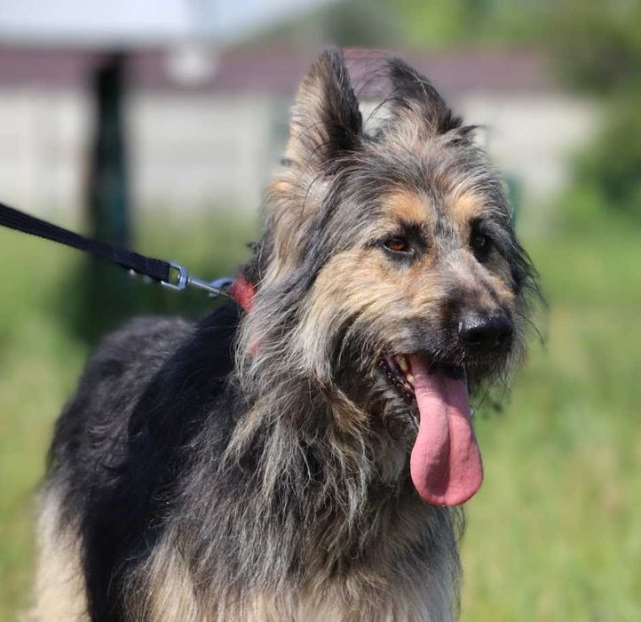 duży, młody, przyjazny dla ludzi pies czeka na dom