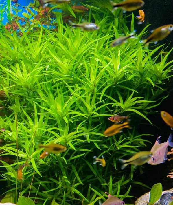 Rośliny do akwarium - Heteranthera zosterifolia