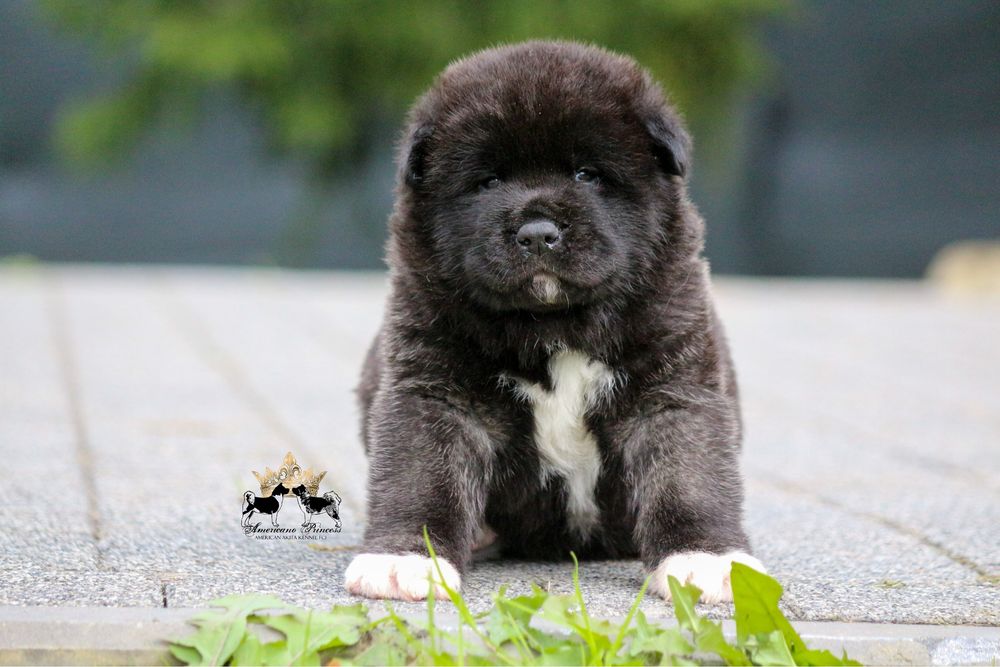 Akita Amerykanska FCI SAMIEC