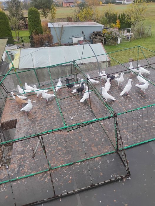 Sprzedam gołębie srebniaki - czarnodzioby koroniate i kolor 25zł/szt