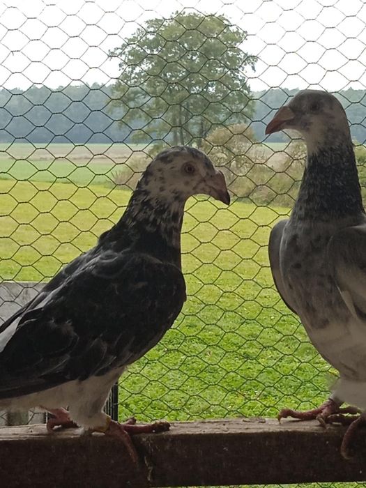 Sprzedam gołębie staropolskie