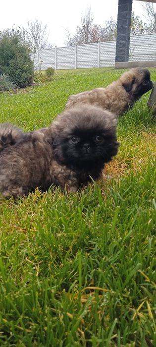 Пекінес є дівчина