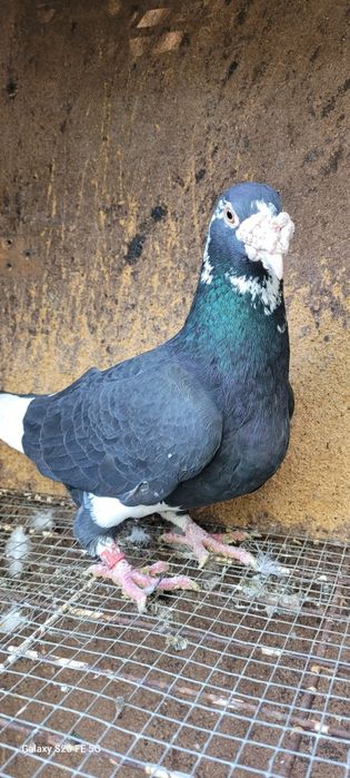 Gołębie staropolskie