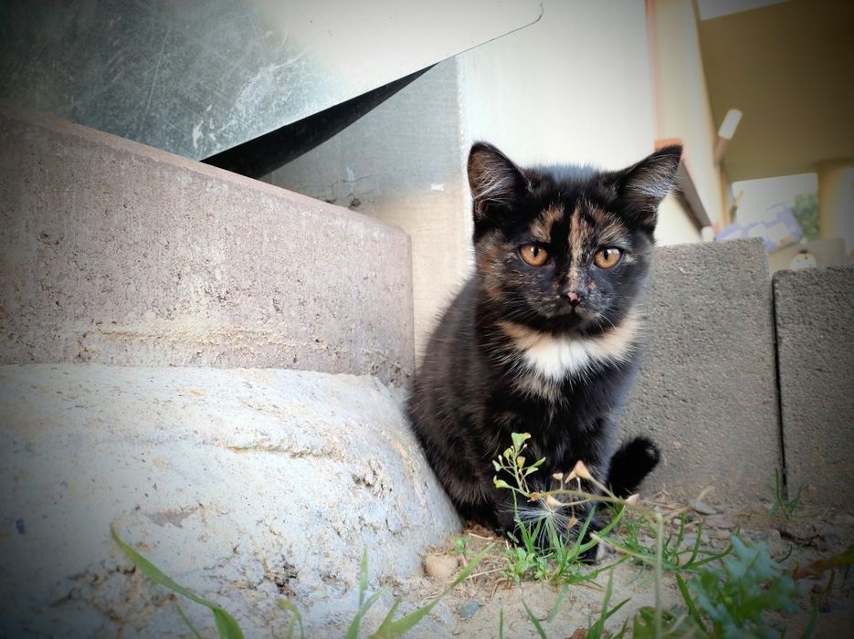 Oddam za darmo 2 małe kotki