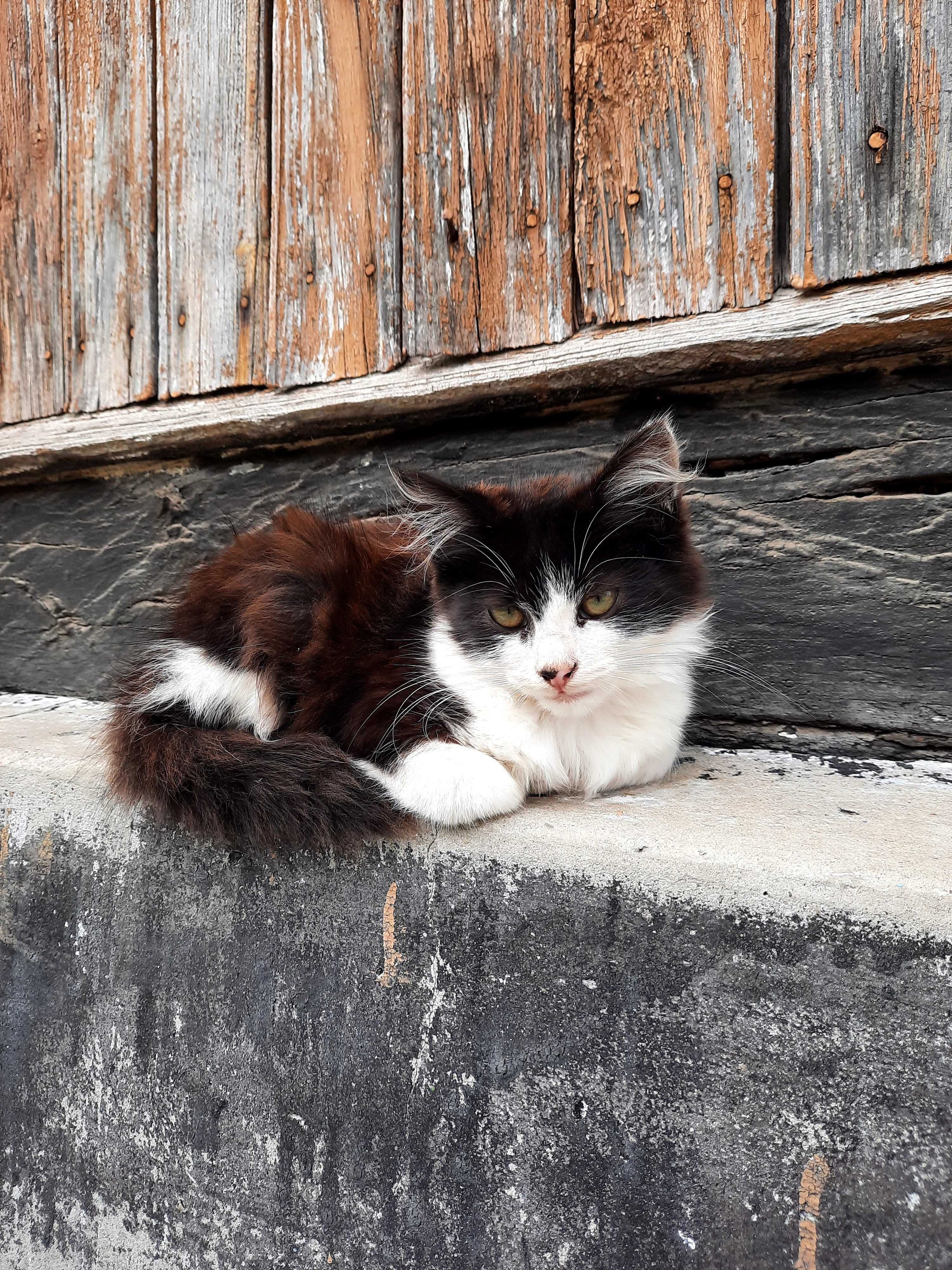 Кошеня. Коти. Тварини. Улюбленець