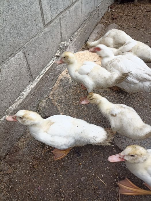 Продам індокаченят