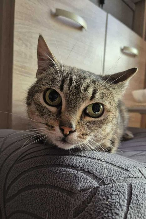 Kotka o imieniu Trinity do adopcji