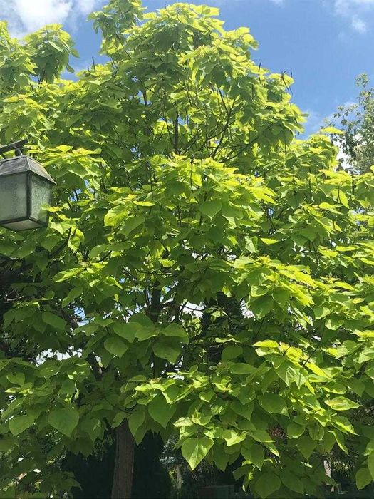 Drzewa ogrodowe: Surmia (katalpa) zwyczajna