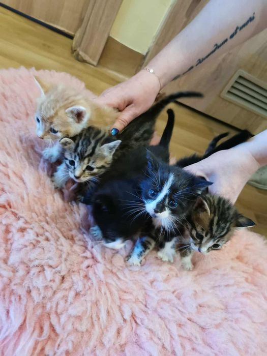 Kociaczki czekają na bezpieczne domki