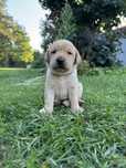 Labrador Retriever - biszkoptowy