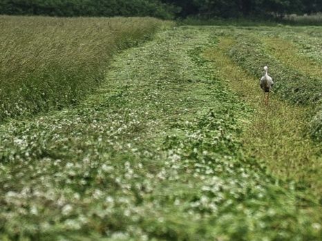 Siano baloty 140x125 z pod dachu zbiór 2025r