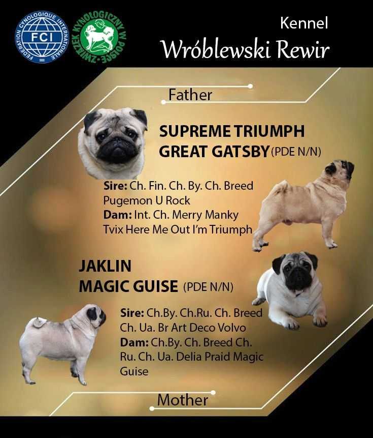 MOPS - śliczna dziewczynka - rodowód ZKwP / FCI