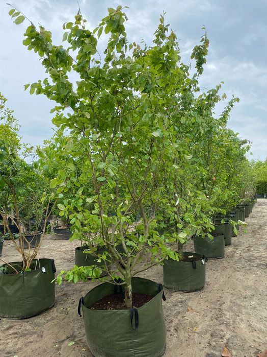 Parrocja perska Vanessa