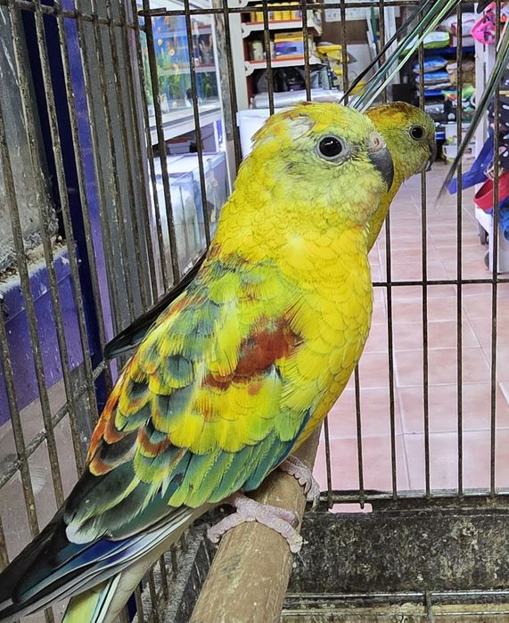 Red Ramp prontos para criar