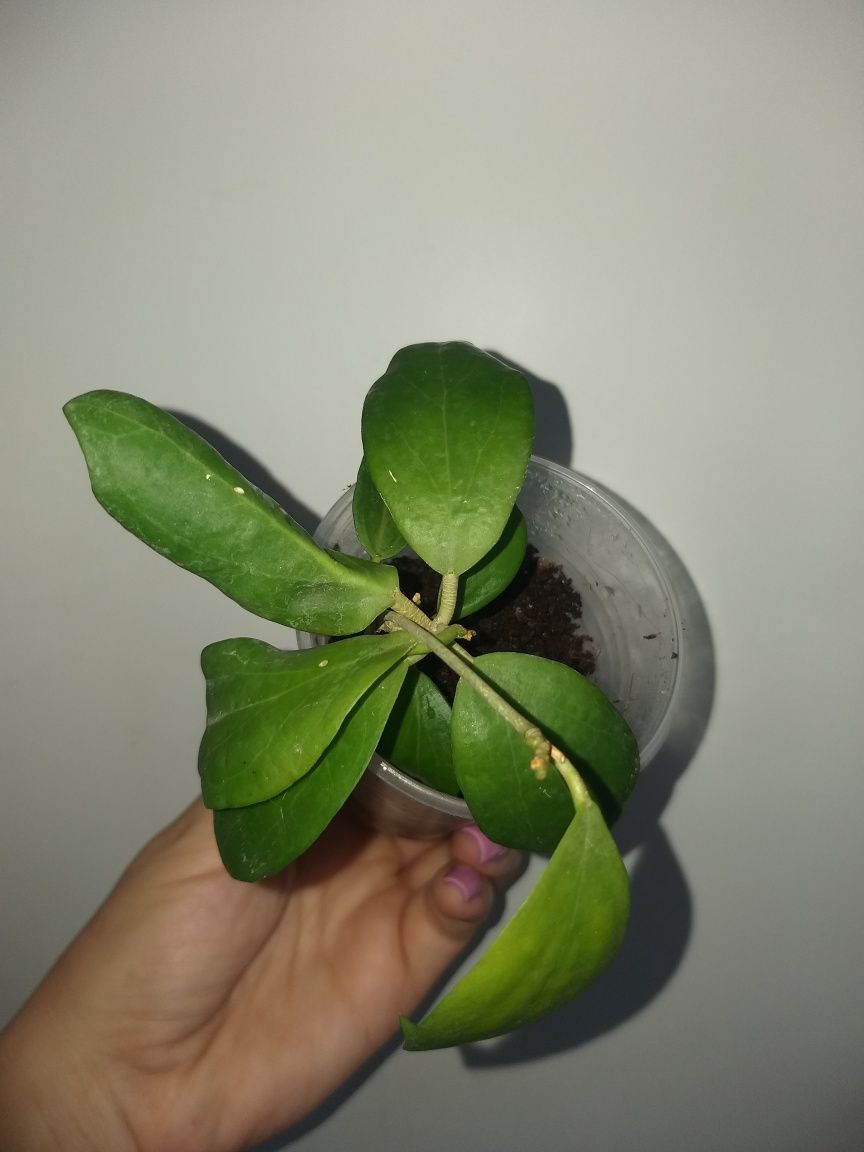Hoya cutis-porcelana, Кутис порселана