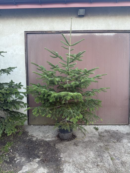 Jodła kaukaska (Abies nordmanniana)