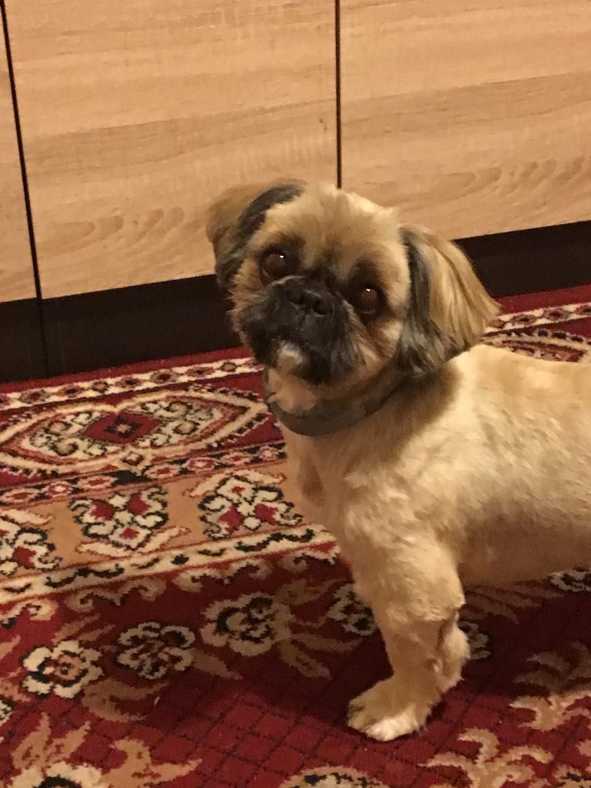 Shih tzu piękny pies  reproduktor krycie