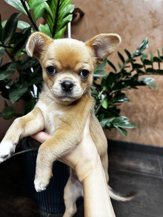 Щенок    Собака Чихуахуа